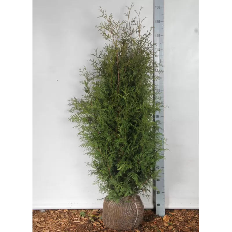 Tuja Brabant, augalai su pristatymu į namus