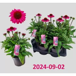 Ežiuolė - Echinacea SunSeekers Pink