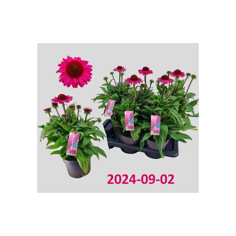 Echinacea SunSeekers Pink