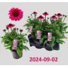 Echinacea SunSeekers Pink