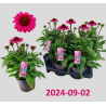 Ežiuolė - Echinacea SunSeekers Pink