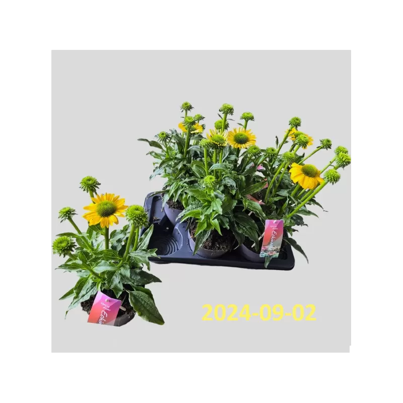 Ežiuolė - Echinacea SunSeekers Citrus