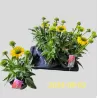 Echinacea SunSeekers Citrus