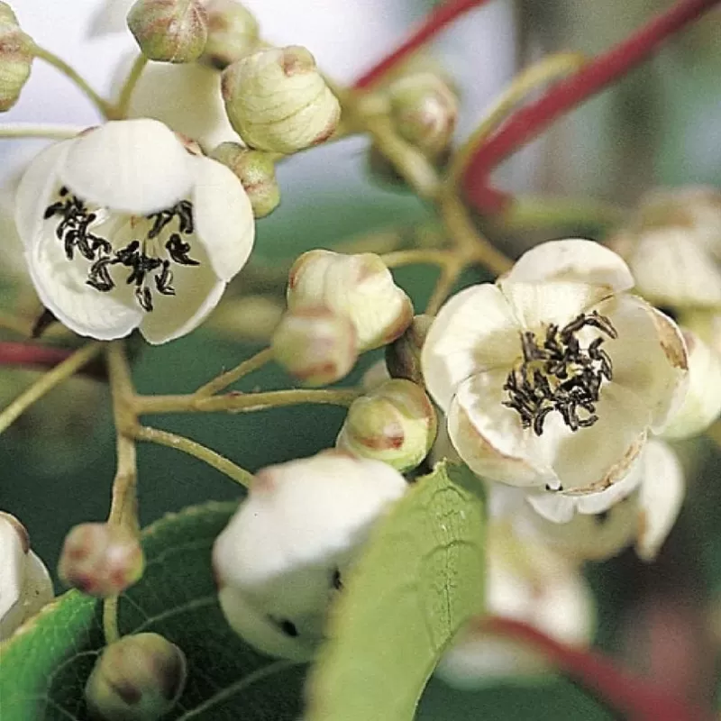 Smailialapė aktinidija - Actinidia arguta CORNELL (VYR.)