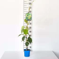 Smailialapė aktinidija - Actinidia arguta CORNELL (VYR.)