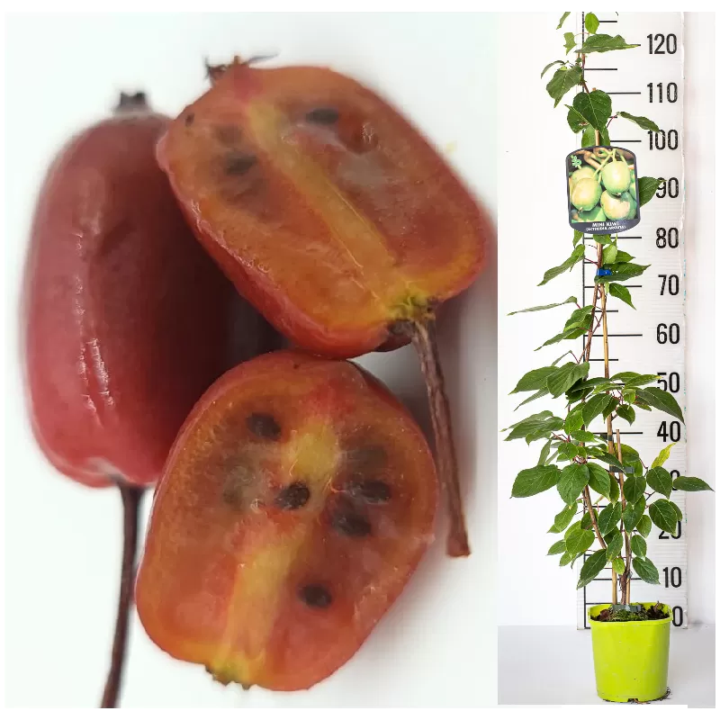 Smailialapė aktinidija - Actinidia arguta PURPURNA SADOWA (mot.)