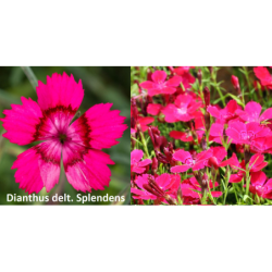 Gvazdikas - Dianthus deltoides Splendens P14C1,3
