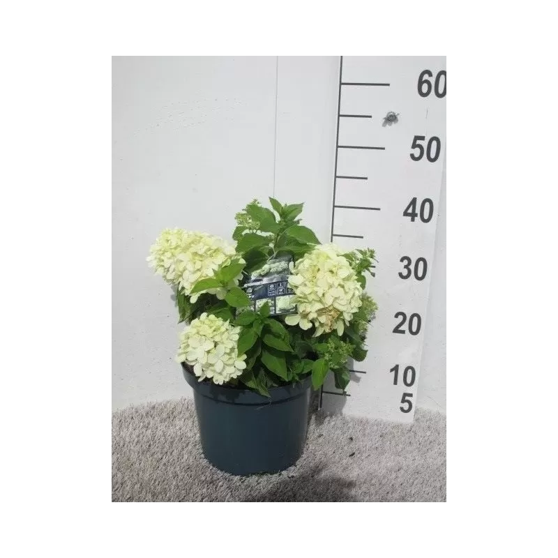 Hydrangea paniculata LITTLE SPOOKY