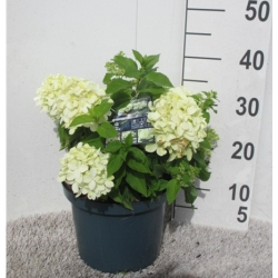 Šluotelinė hortenzija - Hydrangea paniculata LITTLE SPOOKY