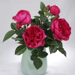 Rožė - Rosa SOPHIE LUISE ®