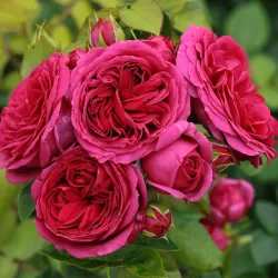 Rožė - Rosa SOPHIE LUISE ®