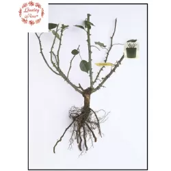 Rožė - Rosa LAURENT CABROL