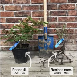 Rožė - Rosa LAURENT CABROL