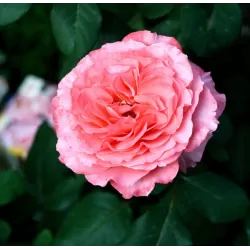 Rožė - Rosa LAURENT CABROL