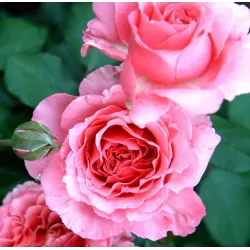 Rožė - Rosa LAURENT CABROL