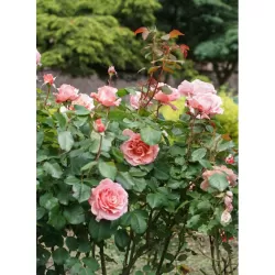 Rožė - Rosa LAURENT CABROL