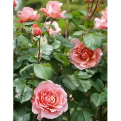 Rožė - Rosa LAURENT CABROL