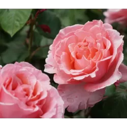 Rožė - Rosa LAURENT CABROL