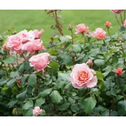 Rožė - Rosa LAURENT CABROL