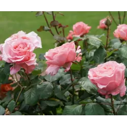 Rožė - Rosa LAURENT CABROL