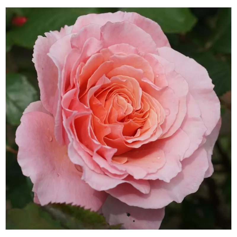 Rožė - Rosa LAURENT CABROL