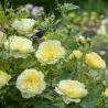 Rožė - Rosa THE COUNTRY PARSON