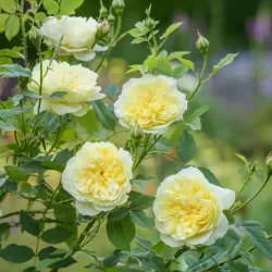 Rožė - Rosa THE COUNTRY PARSON