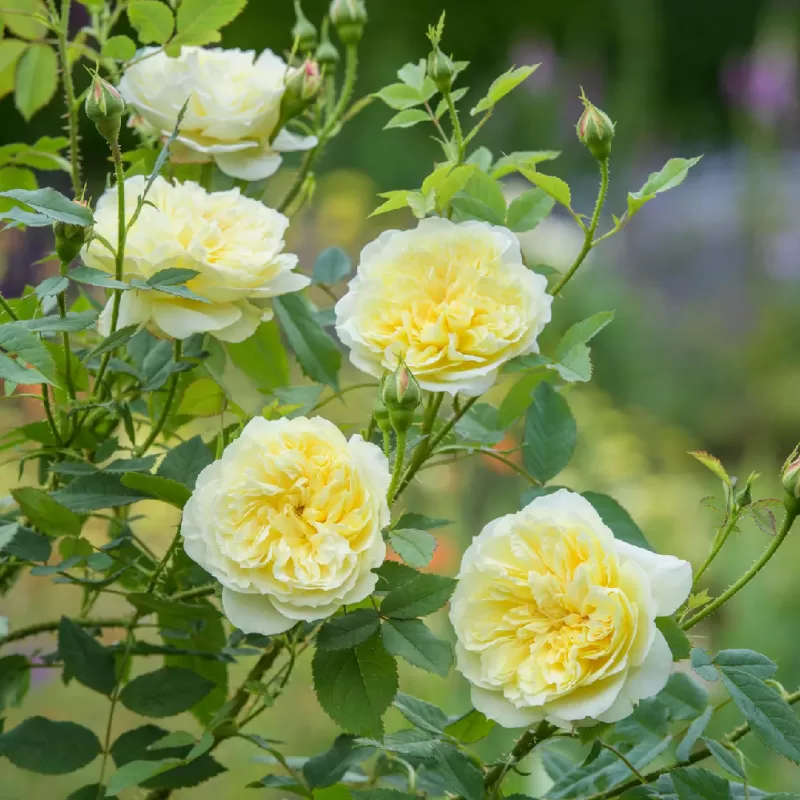 Rožė - Rosa THE COUNTRY PARSON Rožė - Rosa THE COUNTRY PARSON