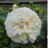 Rožė - Rosa THE COUNTRY PARSON