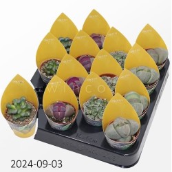Lithops mix