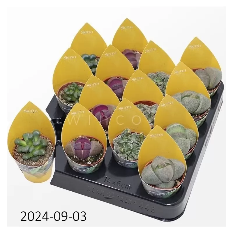 Gyvųjų akmenėlių (litopsių) rinkinys SIERRA