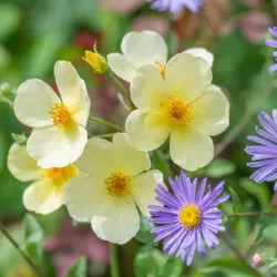 Rosa TOTTERING BY GENTLY