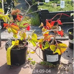 Penkialapis vinvytis - Parthenocissus quinquefolia