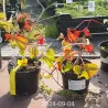 Garden plants/Trees/Flowers/ web-shop