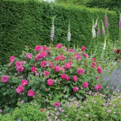 Rožė - Rosa WILD EDRICK