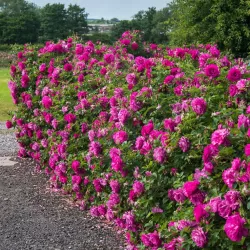 Rožė - Rosa WILD EDRICK