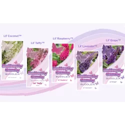 Davido budlėja - Buddleja davidii BUTTERFLY CANDY LITTLE CERISE