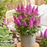 Davido budlėja - Buddleja davidii BUTTERFLY CANDY LITTLE CERISE