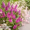 Davido budlėja - Buddleja davidii BUTTERFLY CANDY LITTLE CERISE
