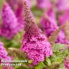 Davido budlėja - Buddleja davidii BUTTERFLY CANDY LITTLE CERISE