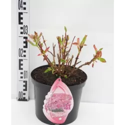 Hydrangea macrophylla YOU & ME ROMANCE ®