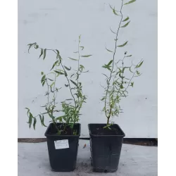 Išankstinis augalų užsakymas internetu