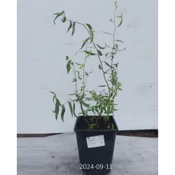 Išankstinis augalų užsakymas internetu