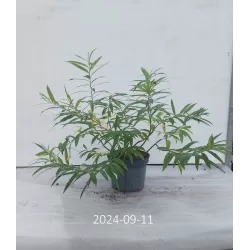 Hibridinių gluosnių sodinukai su pristatymu į namus