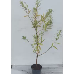 Hibridinių gluosnių sodinukai su pristatymu į namus