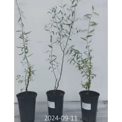 Kraipusis gluosnis - Salix matsudana TORTUOSA