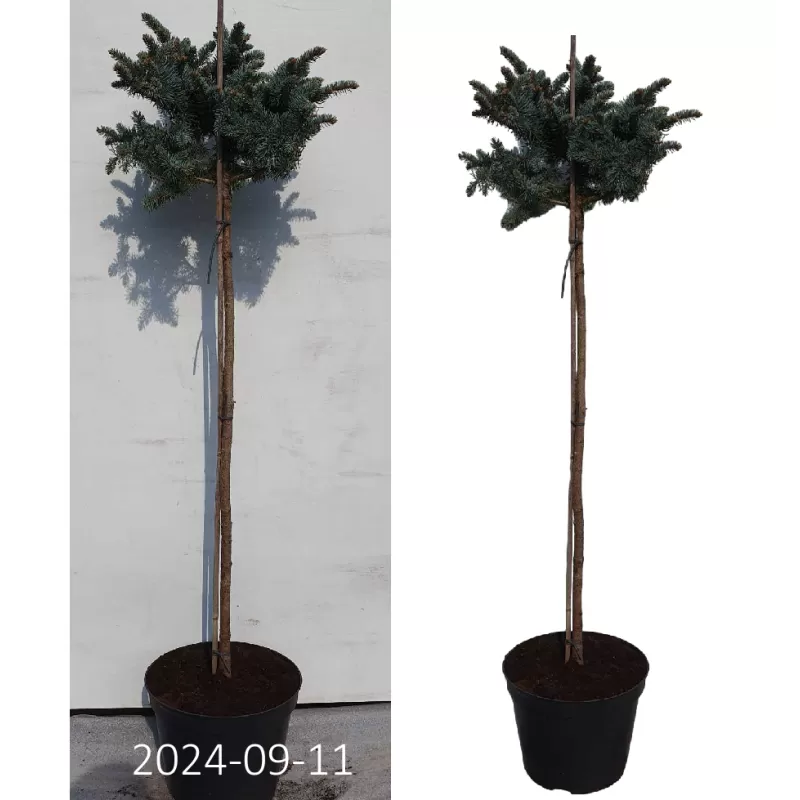 Dygioji eglė - Picea pungens GLAUCA GLOBOSA