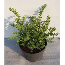 Egzotiniai augalai internetu