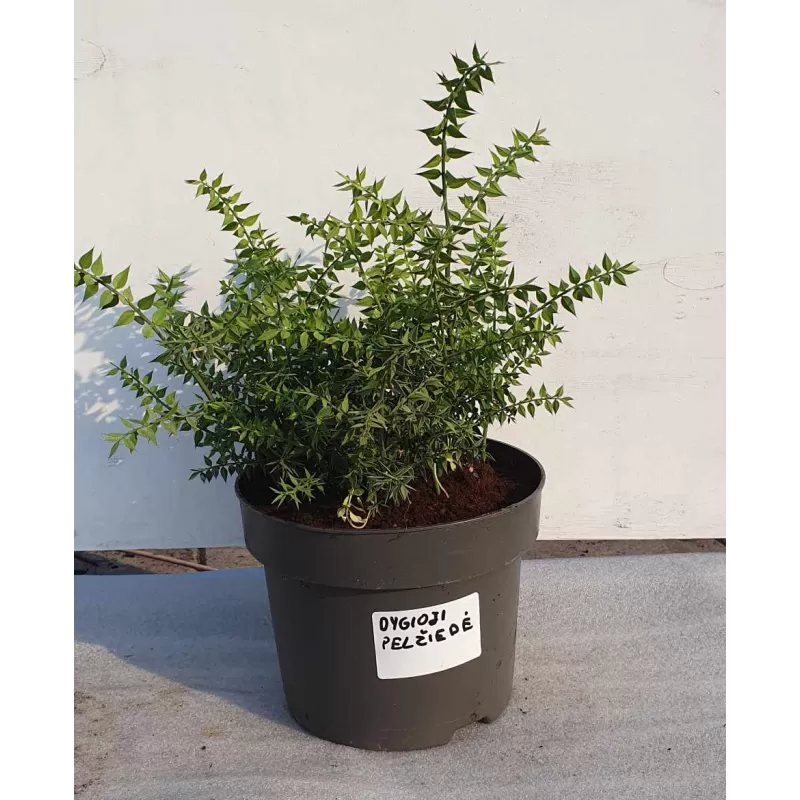 Egzotiniai augalai internetu