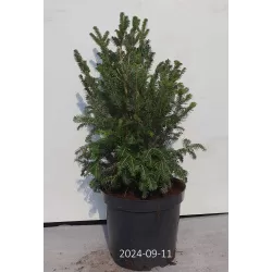 Baltasis kėnis - Abies alba PYRAMIDALIS